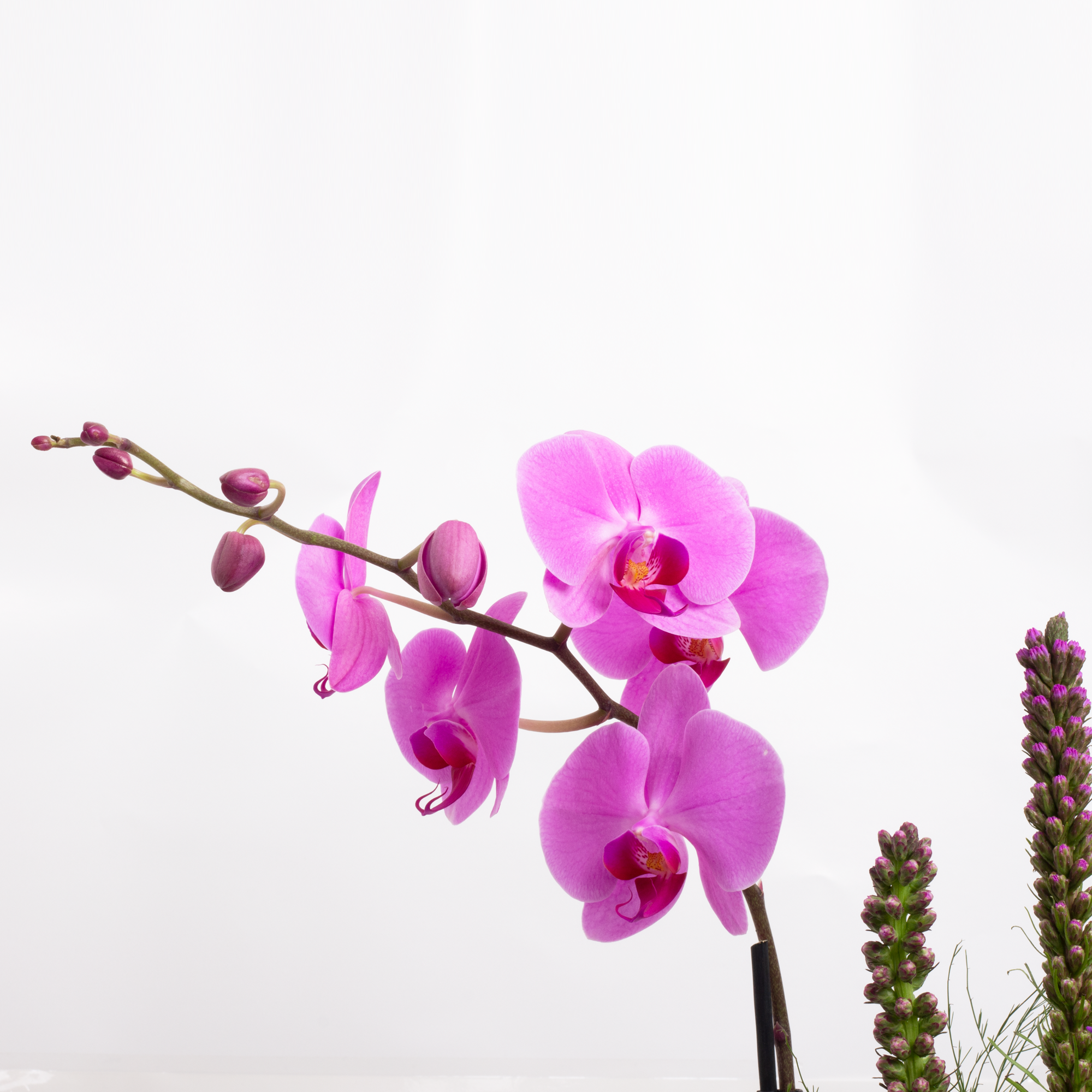 Arreglo Orquídeas Rosas y Fiucsia