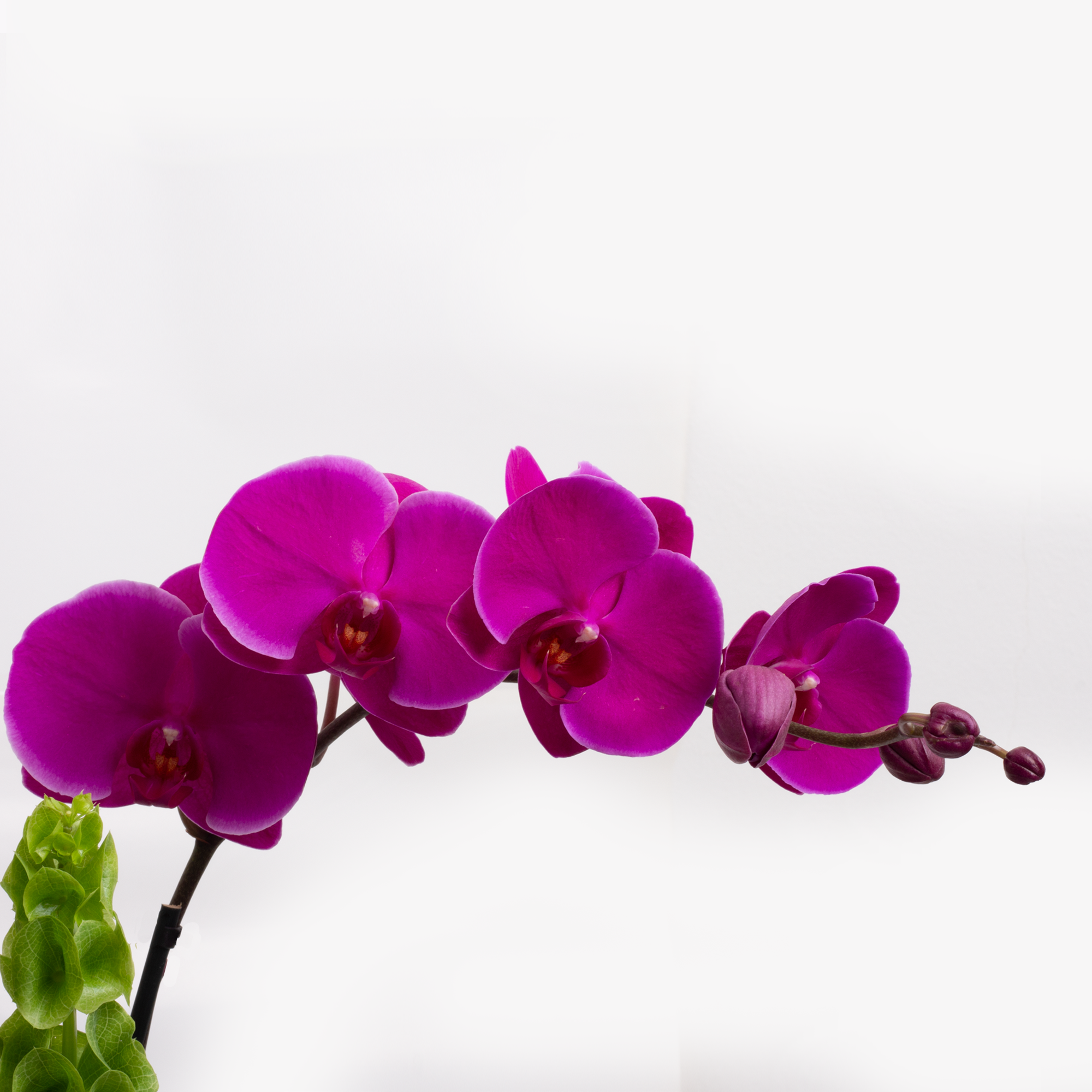 Arreglo Orquídeas Rosas y Fiucsia