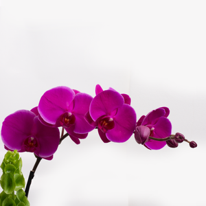 Arreglo Orquídeas Rosas y Fiucsia