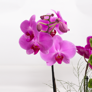 Arreglo Orquídeas Rosas y Fiucsia