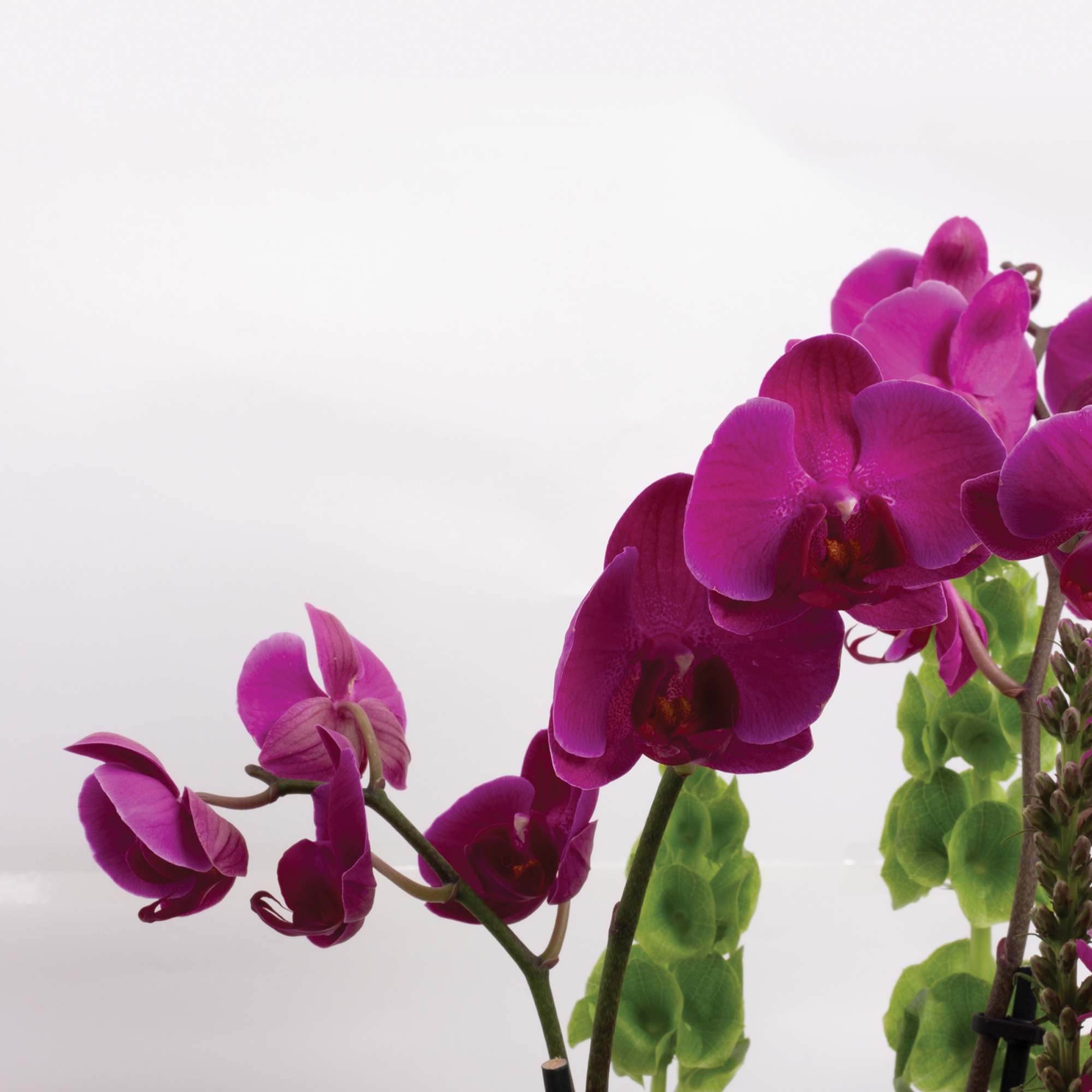 Arreglo Orquídeas Fiucsia y Vino