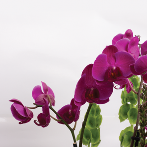 Arreglo Orquídeas Fiucsia y Vino