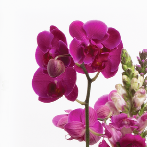 Arreglo Orquídeas Fiucsia y Vino