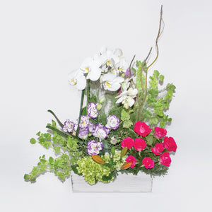 Arreglo Orquídeas Blancas